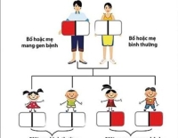 Thalassemia Thalassemia thể nặng Thalassemia thể nhẹ